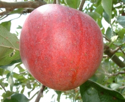 Summer King Fruit Summer King Fruit