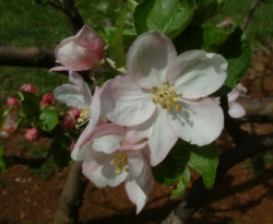 Summer Limbertwig Bloom Summer Limbertwig Bloom