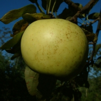 Summer Limbertwig Summer Limbertwig