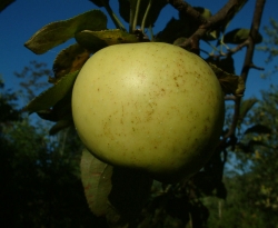 Summer Limbertwig Fruit
