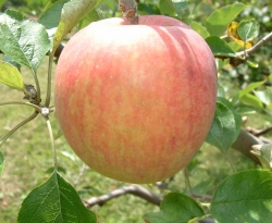 Summer Orange Fruit Summer Orange Fruit