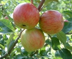 Summer Rose Fruit Summer Rose Fruit