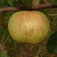 Tanyard Seedling Tanyard Seedling