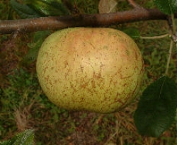 Tanyard Seedling Fruit