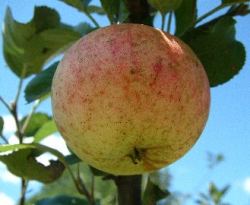 Tarbutton Fruit Tarbutton Fruit