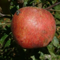 Tenderskin Tenderskin