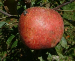 Tenderskin Fruit