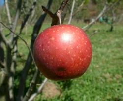 Terry Winter Fruit Terry Winter Fruit