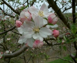 Tompkins County King Bloom