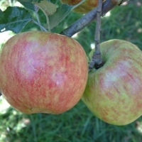 Tompkins County King Tompkins County King