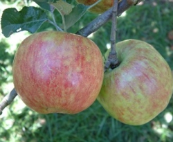 Tompkins County King Fruit Tompkins County King Fruit