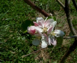 Twenty Ounce Bloom Twenty Ounce Bloom