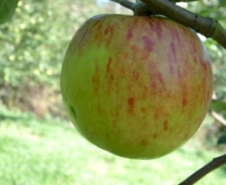 Twenty Ounce Fruit Twenty Ounce Fruit