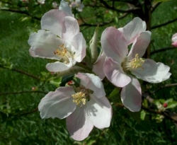 Vandevere Bloom Vandevere Bloom