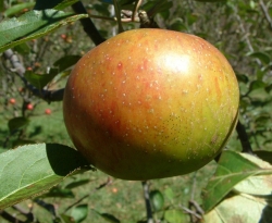Vandevere Fruit