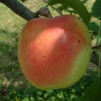 Virginia Gold Virginia Gold