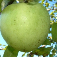 Virginia Greening Virginia Greening