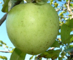 Virginia Greening Fruit Virginia Greening Fruit