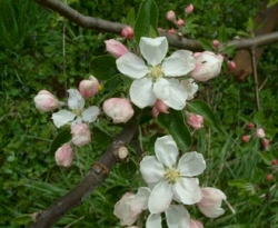 Virginia Sweet Bloom Virginia Sweet Bloom