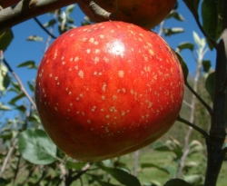 Virginia Sweet Fruit Virginia Sweet Fruit