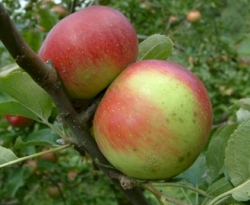 Wagener Fruit Wagener Fruit