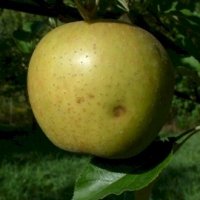 White Winter Pearmain White Winter Pearmain