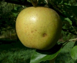 White Winter Pearmain Fruit