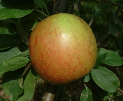 Willow Twig Fruit Willow Twig Fruit