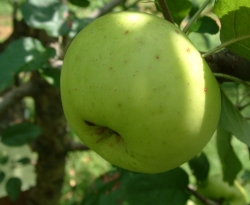 Winter Jon Fruit Winter Jon Fruit