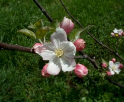 Winter Sweet Bloom Winter Sweet Bloom