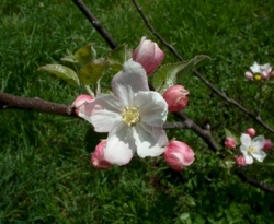 Winter Sweet Bloom