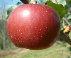 Winter Sweet Fruit Winter Sweet Fruit