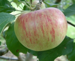 Wolf River Fruit Wolf River Fruit