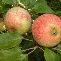 Yarlington Mill Yarlington Mill