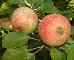 Yarlington Mill Fruit