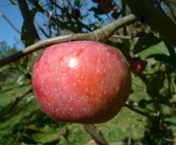 Yates Fruit Yates Fruit