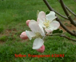Yellow Transparent Bloom Yellow Transparent Bloom