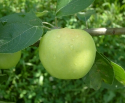 Yellow Transparent Fruit Yellow Transparent Fruit