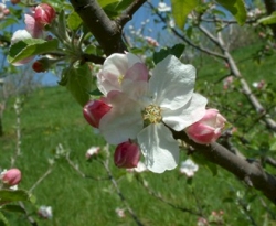 York Imperial Bloom York Imperial Bloom