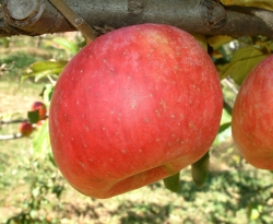 York Imperial Fruit York Imperial Fruit