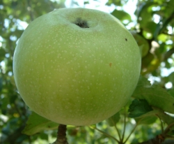 Bullet Fruit Bullet Fruit