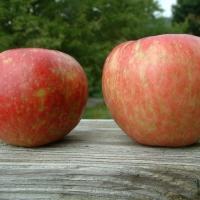Honeycrisp Honeycrisp
