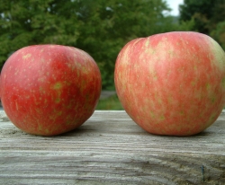 Honeycrisp Fruit