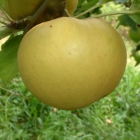 Roxbury Russet Roxbury Russet