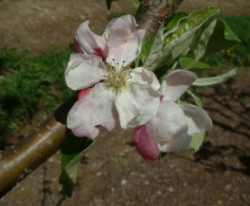 Virginia Beauty Bloom Virginia Beauty Bloom