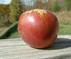 Virginia Beauty Fruit