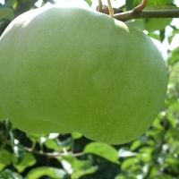 White Bausel White Bausel1