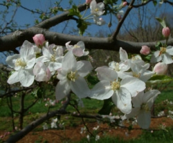 Yankee Sweet Bloom Yankee Sweet Bloom