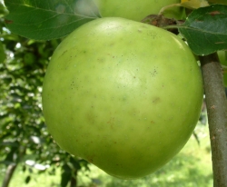 Yankee Sweet Fruit Yankee Sweet Fruit