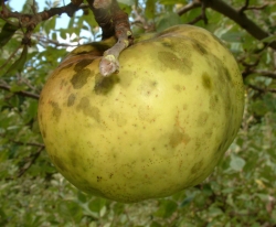 Calville Blanc Fruit Calville Blanc Fruit